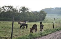 Bild: Schnappsch&uuml;sse aus der Goldenen Aue