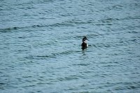 Bild: Am Stausee in Kelbra