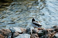 Bild: Am Stausee in Kelbra