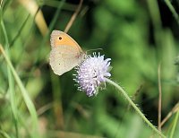 Die Wunder der Natur eingefangen von der Kamera Bild: Die Wunder der Natur eingefangen von der Kamera