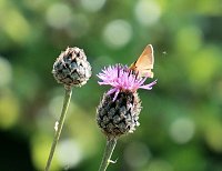 Die Wunder der Natur eingefangen von der Kamera Bild: Die Wunder der Natur eingefangen von der Kamera