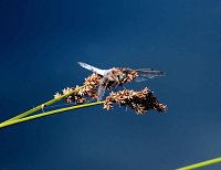 Die Wunder der Natur eingefangen von der Kamera Bild: Die Wunder der Natur eingefangen von der Kamera