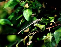 Die Wunder der Natur eingefangen von der Kamera Bild: Die Wunder der Natur eingefangen von der Kamera
