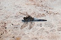 Die Wunder der Natur eingefangen von der Kamera Bild: Die Wunder der Natur eingefangen von der Kamera