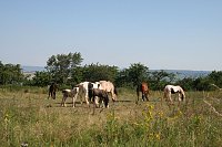 Schnappschüsse aus der Goldenen Aue Bild: Schnappschüsse aus der Goldenen Aue