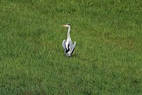 Bild: Flora und Fauna am Stausee Kelbra