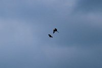 Bild: Flora und Fauna am Stausee Kelbra