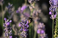 Unterwegs in Wald und Wiese Bild: Unterwegs in Wald und Wiese