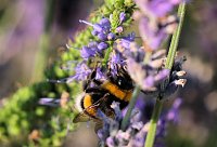 Unterwegs in Wald und Wiese Bild: Unterwegs in Wald und Wiese