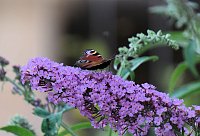Unterwegs in Wald und Wiese Bild: Unterwegs in Wald und Wiese