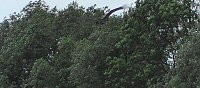 Bild: Schwarzstorch und Reiher in der Goldenen Aue