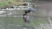 Bild: Schwarzstorch und Reiher in der Goldenen Aue