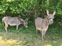 Bild: Kinder- und Familienfest in Rodishain 
