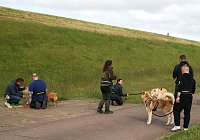 Bild: Therapie-Hunde am Stausee Kelbra