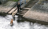 Bild: Therapie-Hunde am Stausee Kelbra