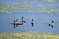 Bild: Peter Blei unterwegs am Stausee Kelbra 