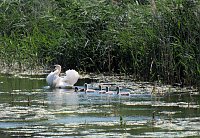 Bild: Impressionen vom Stausee Kelbra