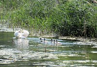 Bild: Impressionen vom Stausee Kelbra
