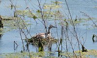 Bild: Impressionen vom Stausee Kelbra
