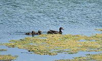Bild: Impressionen vom Stausee Kelbra