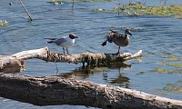 Bild: Impressionen vom Stausee Kelbra