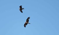 Bild: Impressionen vom Stausee Kelbra