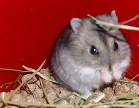 Bild: Der Kleinste