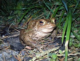 Bild: Erdkr&ouml;ten und andere Amphibien sind wieder auf Wanderschaft