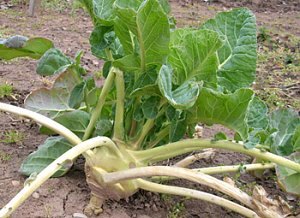 Kohlrabi &uuml;berwintert