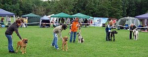 Doggen auf dem Possen