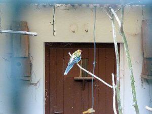 Auf dem Possen
