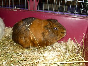 Kleine Racker