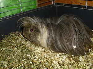 Kleine Racker