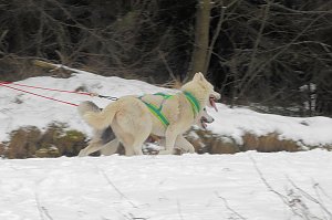 Schlittenhunderennen 2016 in Benneckenstein