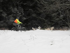 Schlittenhunderennen 2016 in Benneckenstein