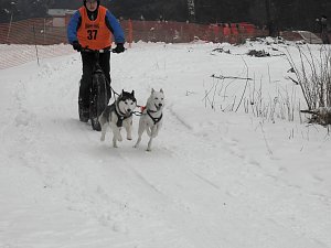 Schlittenhunderennen 2016 in Benneckenstein