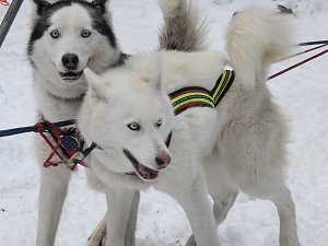 Schlittenhunderennen 2016 in Benneckenstein