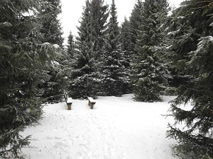 Schlittenhunderennen 2016 in Benneckenstein