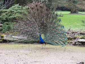 Fr&uuml;hlingserwachen in der Vogelwelt