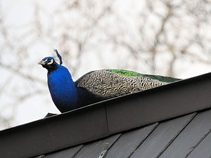Fr&uuml;hlingserwachen in der Vogelwelt