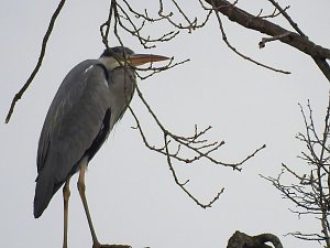 Fr&uuml;hlingserwachen in der Vogelwelt