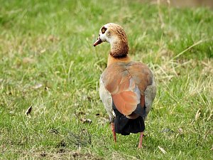 Fr&uuml;hlingserwachen in der Vogelwelt