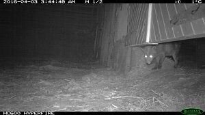 Fuchs auf Beutejagd