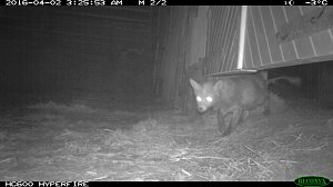Fuchs auf Beutejagd