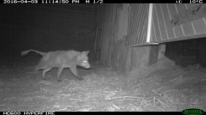 Fuchs auf Beutejagd