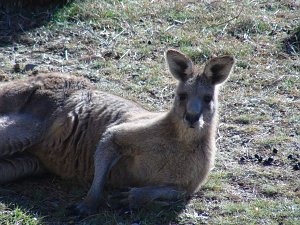 Grausame Jagd auf K&auml;ngurus