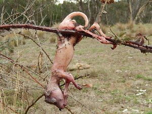Grausame Jagd auf K&auml;ngurus