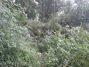 Ein Wanderweg w&auml;chst zu