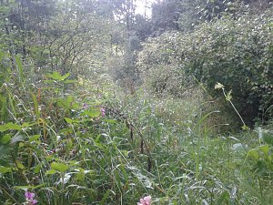 Ein Wanderweg w&auml;chst zu