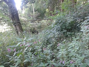 Ein Wanderweg w&auml;chst zu